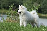 SAMOYEDE 080